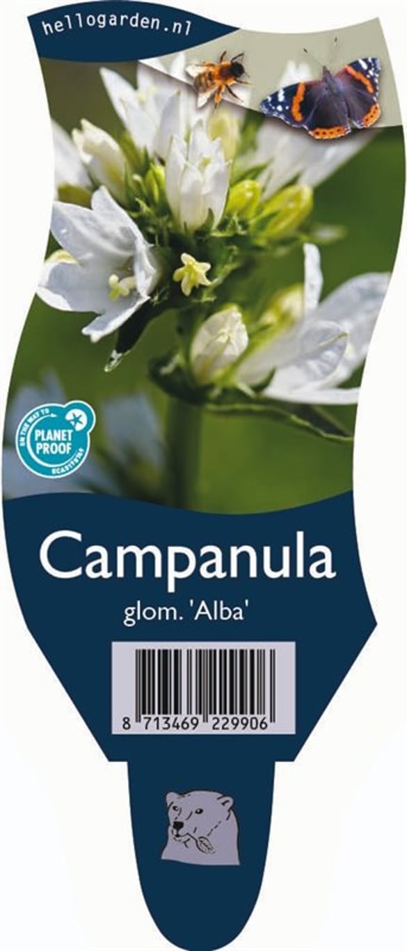 Campanula glom. 'Alba' - P11
